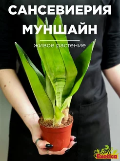 Сансевиерия Муншайн (Sansevieria Moonshine) D9см Exotica 168054534 купить за 1 883 ₽ в интернет-магазине Wildberries