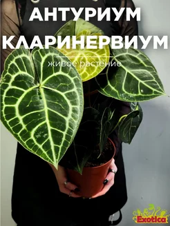 Антуриум Кларинервиум (Anthurium Clarinervium) D12см Exotica 168054680 купить за 5 330 ₽ в интернет-магазине Wildberries