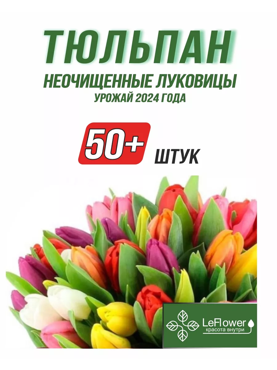 Тюльпан Луковицы неочищенные, Микс сортов, 50шт+ Leflower 168337602 купить  за 557 ₽ в интернет-магазине Wildberries