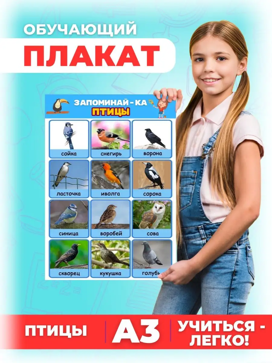 Обучающий плакат для детей птицы