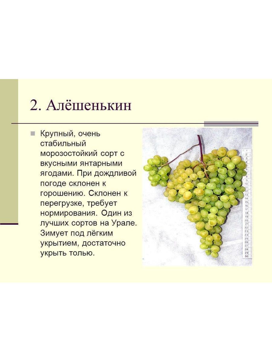 Виноград Алешенькин. Виноград Алешенькин саженцы. Виноград Алёшенькин. Как выглядит виноград Алешенькин в контейнере.