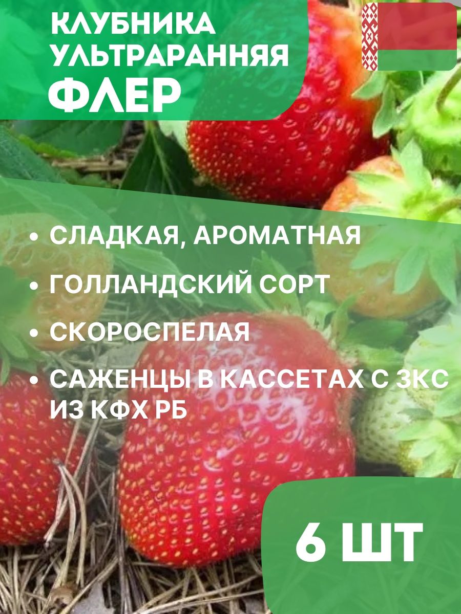 Клубника флер описание фото отзывы садоводов. Флер сорт клубники. Флер клубника описание. Земляника Флер описание сорта.