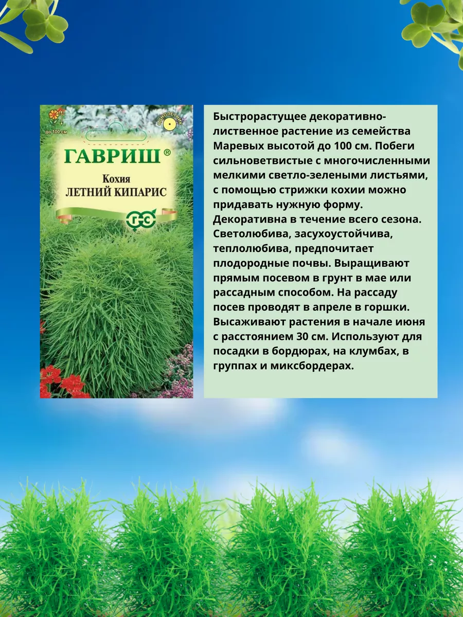 Набор семена цветов однолетников, кохия семена Гавриш 168558193 купить за  192 ₽ в интернет-магазине Wildberries