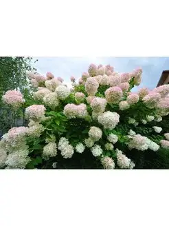 Гортензия Метельчатая Grandiflora РОСТ