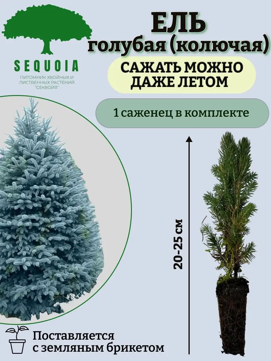 Когда садить голубую ель. Секвойя саженцы. ель вуйк. секвойя молодая саженцы. крупномерные ели обыкновенные.