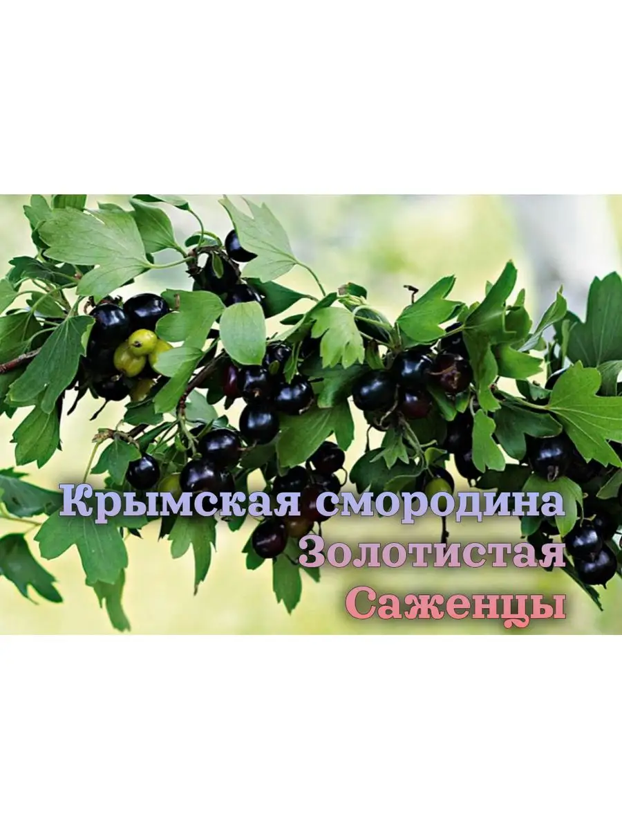 Смородина Золотистая Крымская Крымский Саженец Бумеранг 168652930 купить за  270 ₽ в интернет-магазине Wildberries