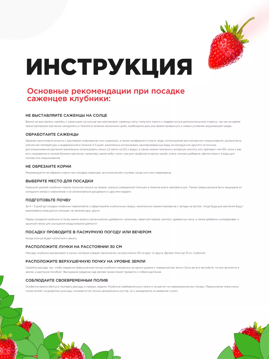 Саженец Клубника 168695671 купить за 1 012 ₽ в интернет-магазине Wildberries