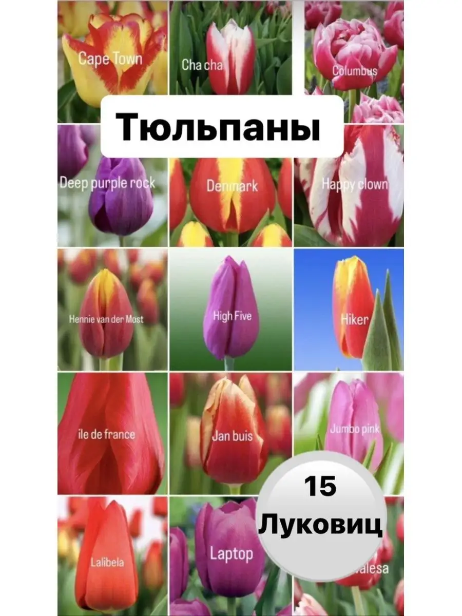 Луковицы тюльпанов семена многолетних цветов Club Garden 168932966 купить  за 251 ₽ в интернет-магазине Wildberries