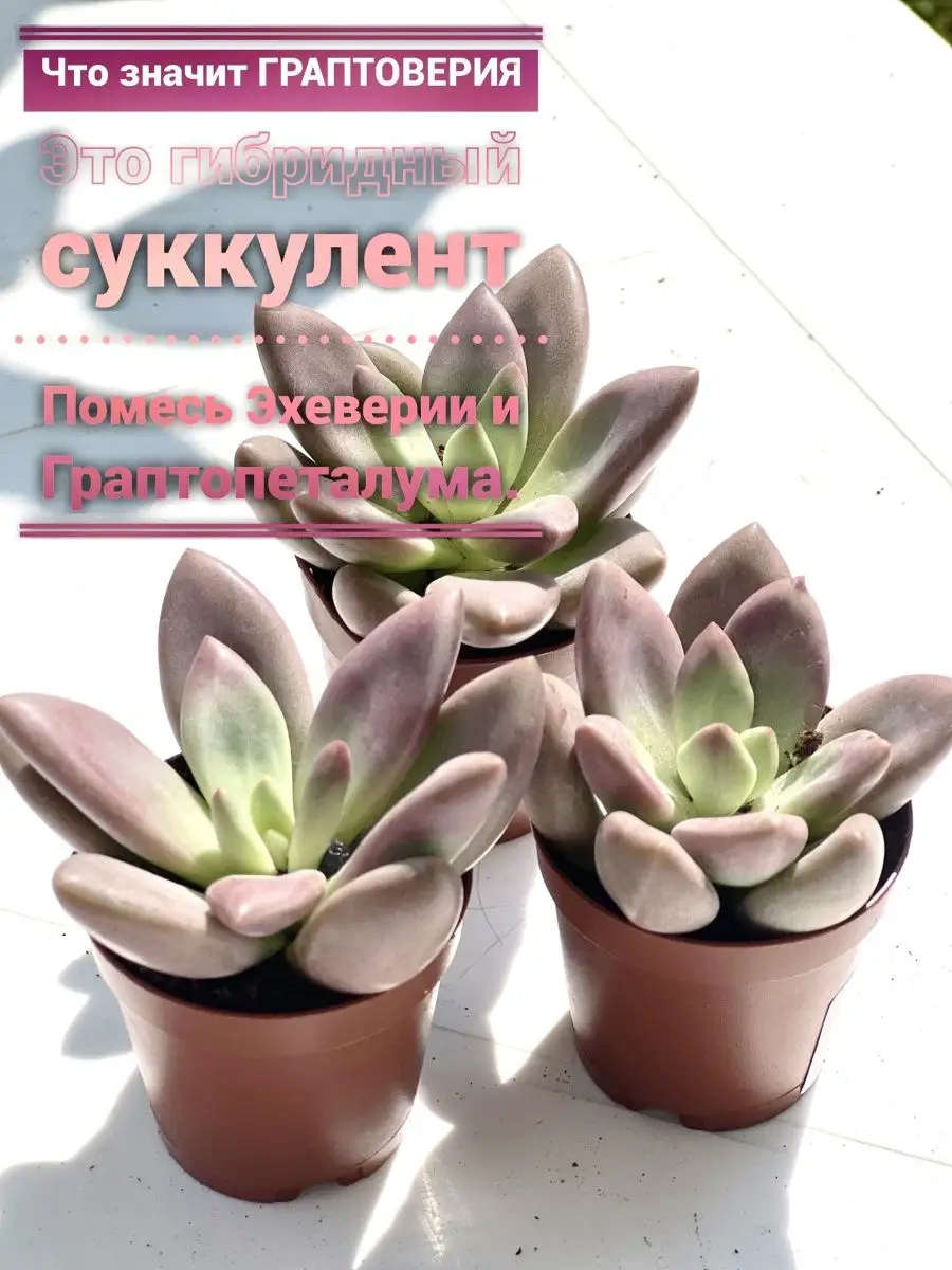 Суккулент Граптоверия Росе Кроуд для декора Dila flowers G 168943241 купить  в интернет-магазине Wildberries