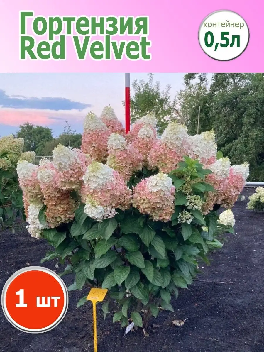 Саженцы Гортензии Red Velvet Ваш Дом и Сад 168954619 купить в  интернет-магазине Wildberries