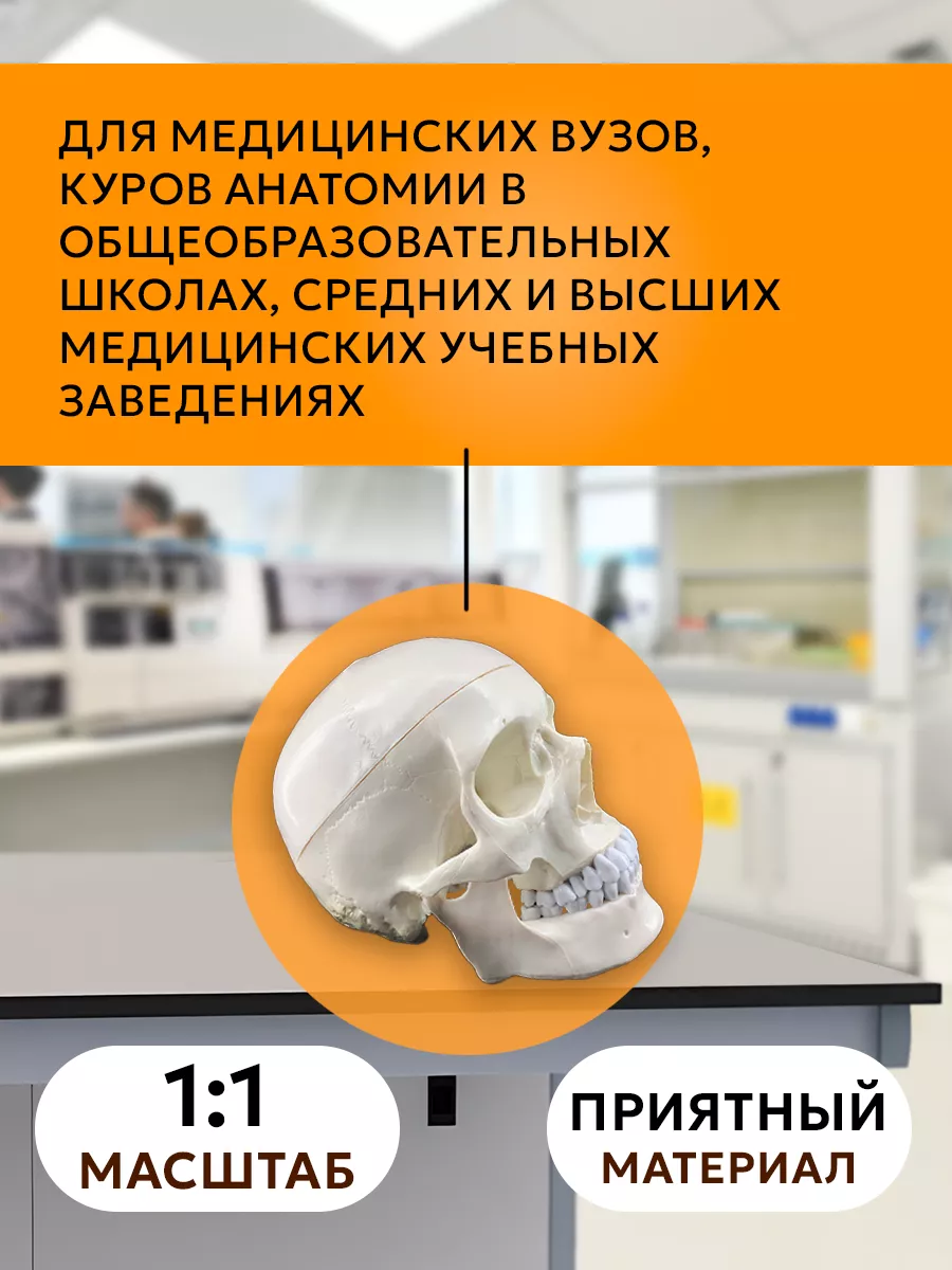 Модель черепа анатомическая Bone разборная 1 1