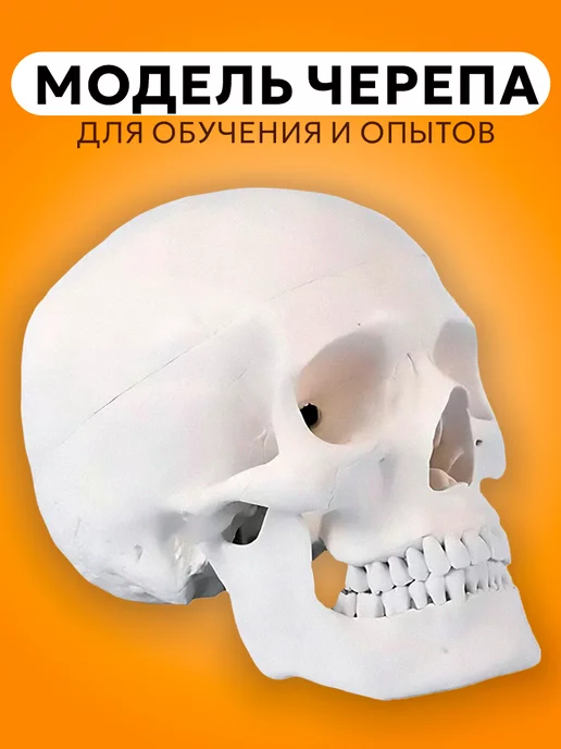 Verified Модель черепа Bone разборная 1 1