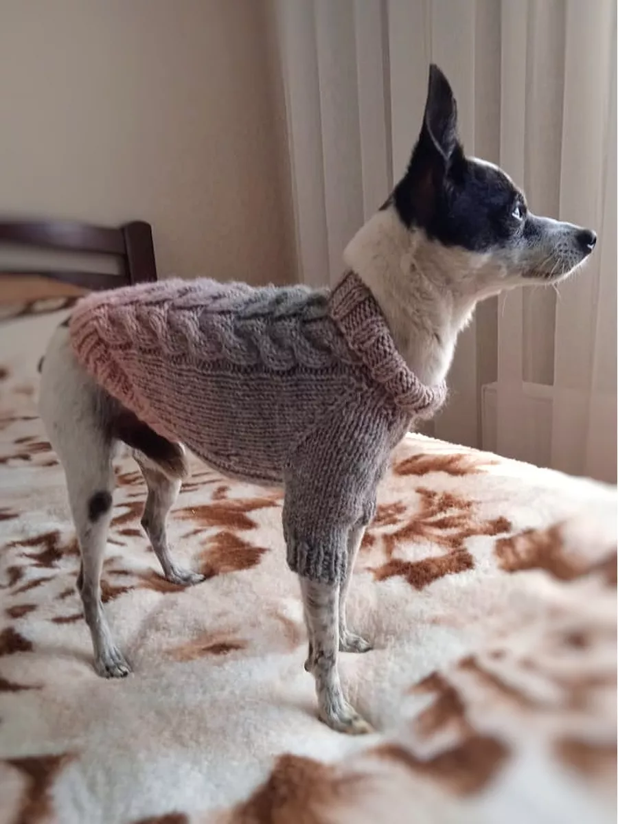 Пошив одежды для собак. Заказать одежду для собак в Санкт-Петербурге