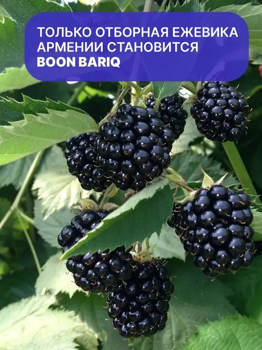 Boon Bariq Варенье из ежевики, Армения, вариант, фото 4
