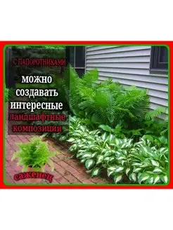 Папоротник морозостойкий Щитовник распростертый (саженец) ЭКО-флорист 169110698 купить за 1 093 ₽ в интернет-магазине Wildberries