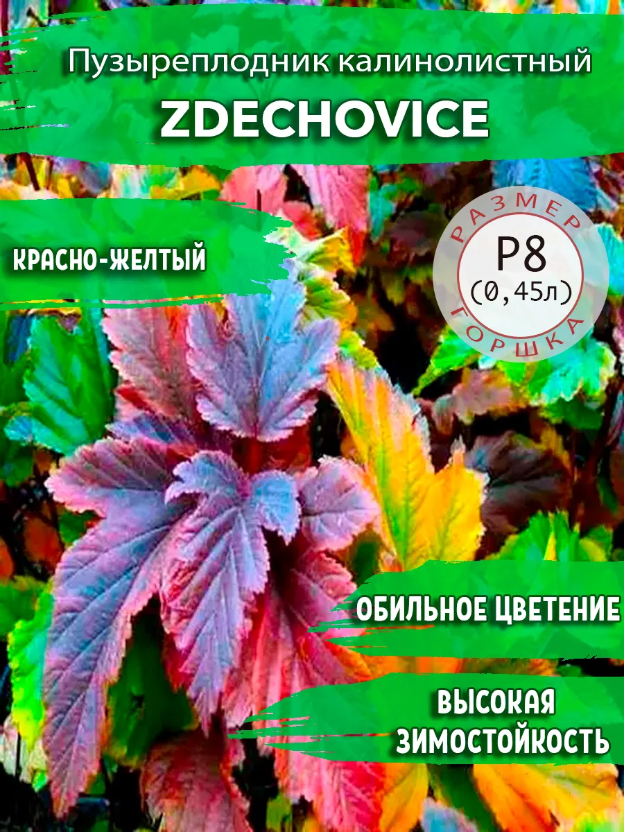 Пузыреплодник калинолистный Zdechovice Садовые Растения 169138202 купить за  392 ₽ в интернет-магазине Wildberries