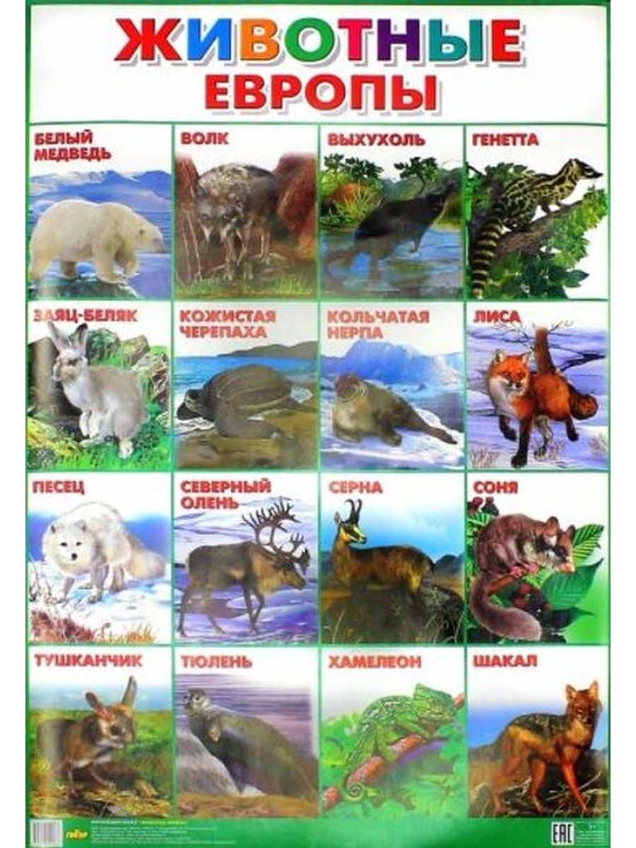 Животный мир европы. Животные Европы. Животные Европы для детей. Плакат. Животные. Животные Азии для детей дошкольного возраста.