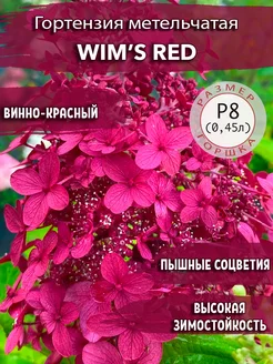 Гортензия метельчатая Wim’s Red Садовые Растения 169172054 купить за 504 ₽ в интернет-магазине Wildberries