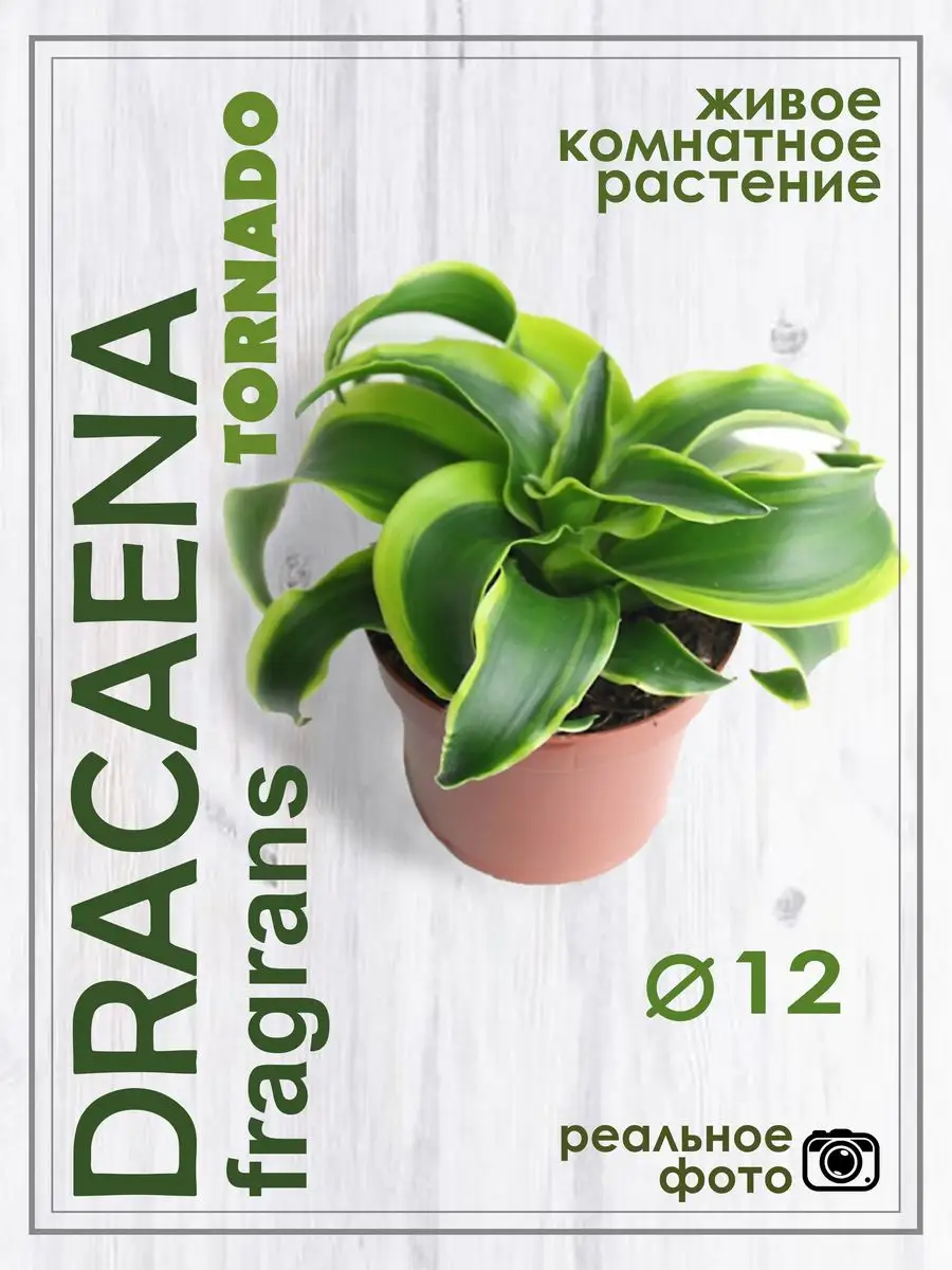 Драцена Фрагранс Торнадо D12см Шедевры Сада 169206933 купить в  интернет-магазине Wildberries