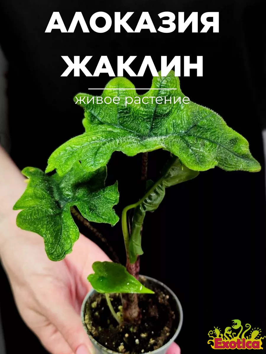 Алоказия Жаклин (Alocasia Jacklynn) D6см Exotica 169337387 купить за 1 688  ₽ в интернет-магазине Wildberries