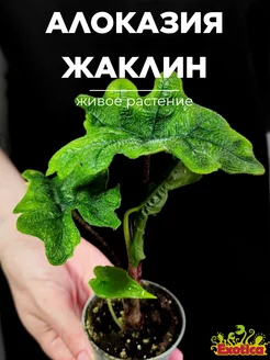 Алоказия Жаклин (Alocasia Jacklynn) D6см Exotica 169337387 купить за 1 436 ₽ в интернет-магазине Wildberries