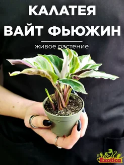 Калатея Вайт Фьюжин (Calathea White Fusion) D6см Exotica 169349810 купить за 1 496 ₽ в интернет-магазине Wildberries