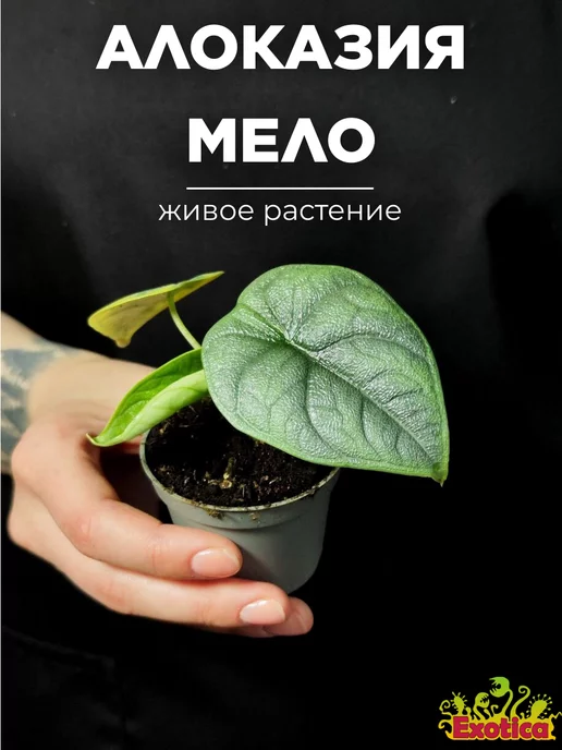 Exotica Алоказия Мело (Alocasia Melo) D6см