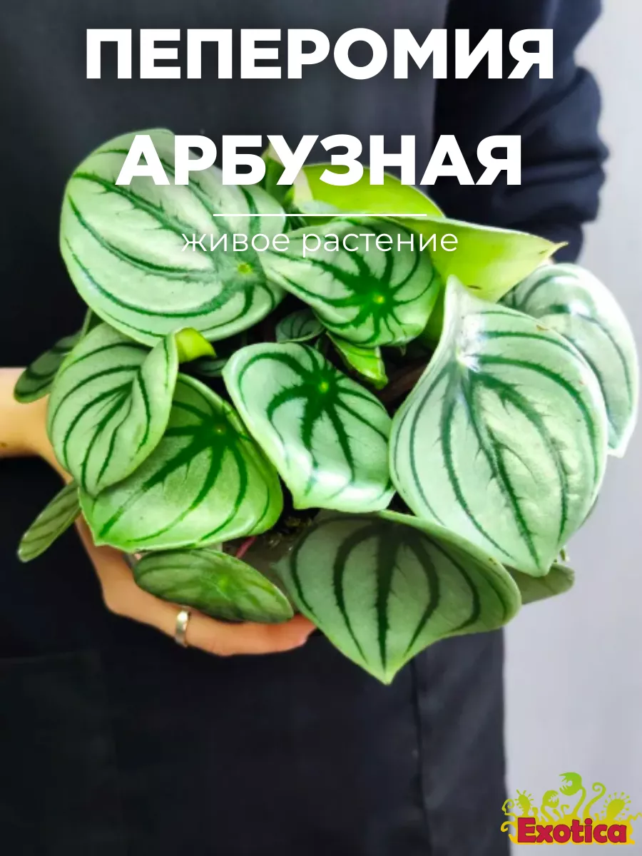 Пеперомия Арбузная (Peperomia Argyreia) D11см Exotica 169366593 купить за 1  583 ₽ в интернет-магазине Wildberries