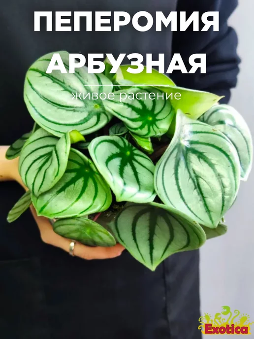 Exotica Пеперомия Арбузная (Peperomia Argyreia) D11см