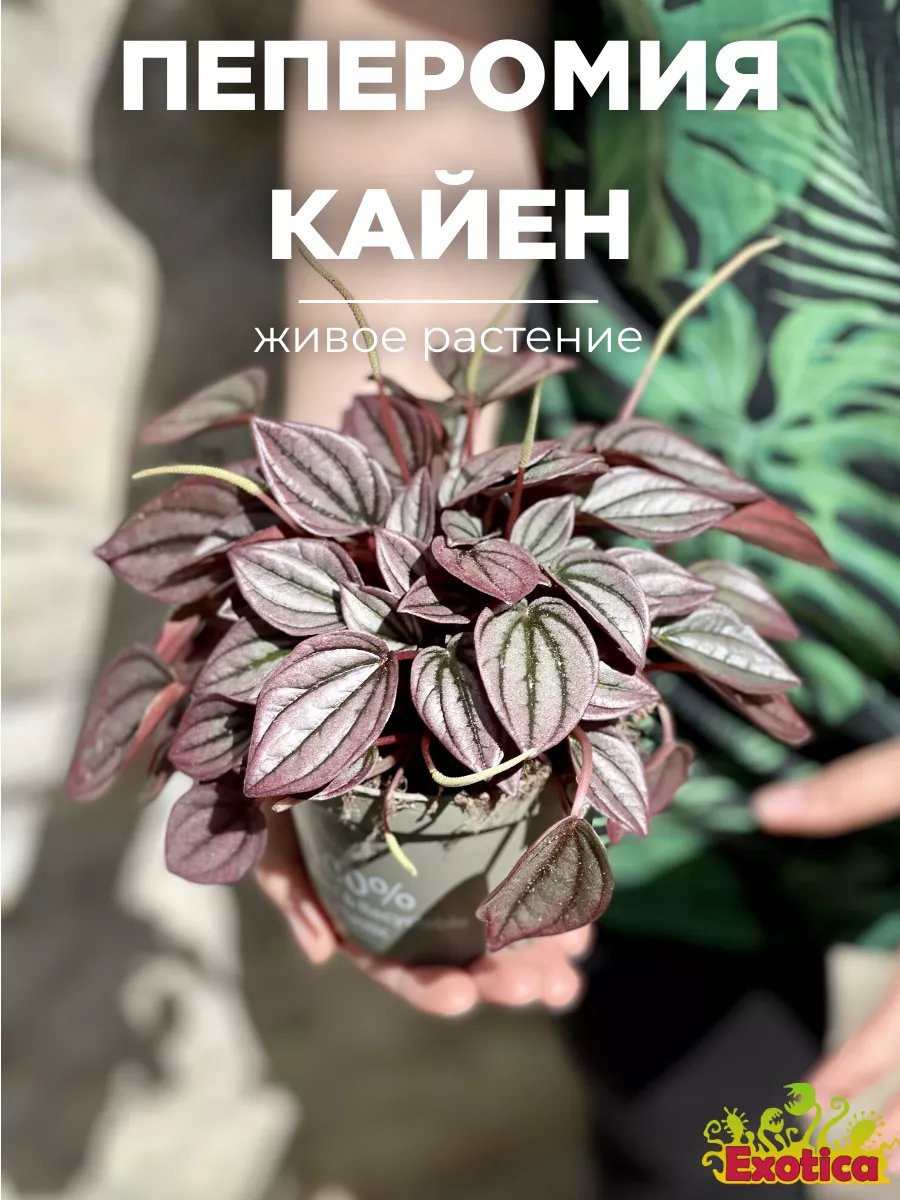 Пеперомия Каперата Кайен (Peperomia Сaperata Cayenne) D11см Exotica  169369838 купить за 1 365 ₽ в интернет-магазине Wildberries