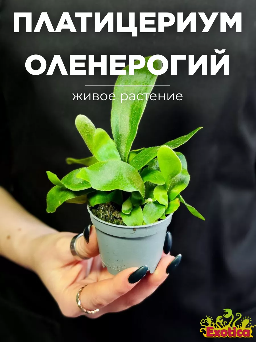 Платицериум Оленерогий (Platycerium Bifurcatum) D6см Exotica 169374567  купить в интернет-магазине Wildberries