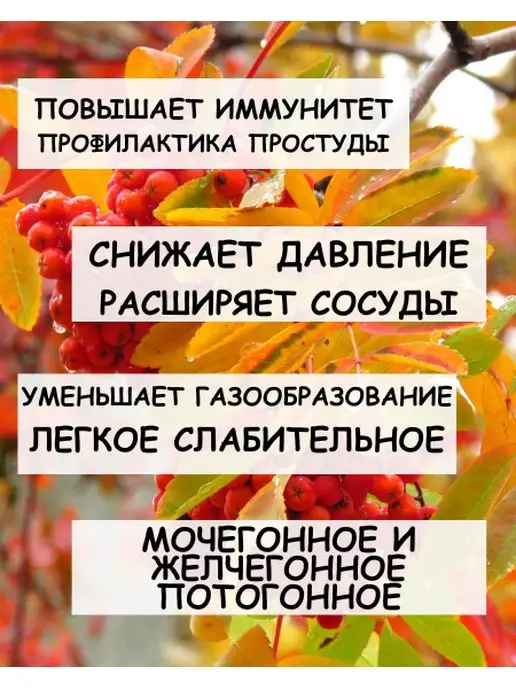 Дерево Любви Рябина красная, красный, фото 2