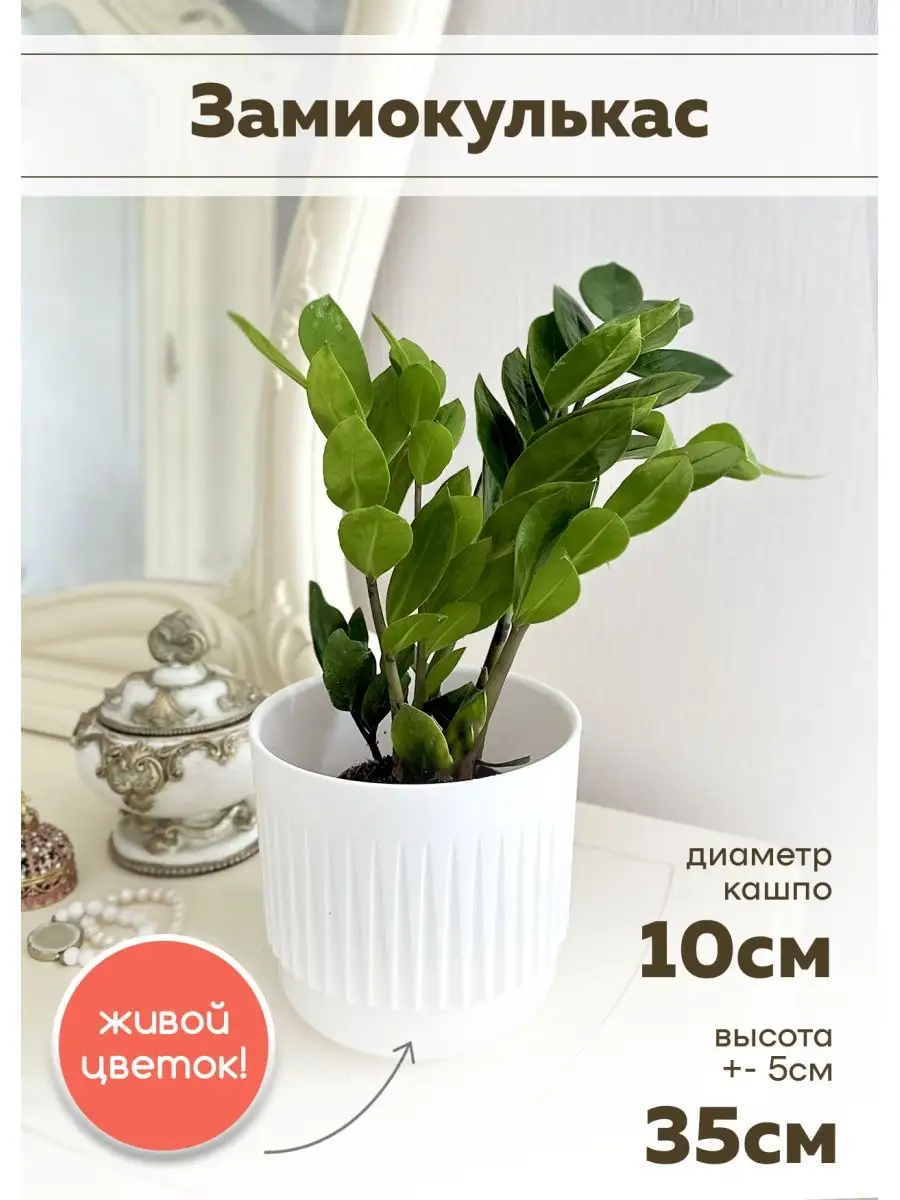 Комнатное растение Замиокулькас 10/35 SunlitFlora 169616057 купить в  интернет-магазине Wildberries