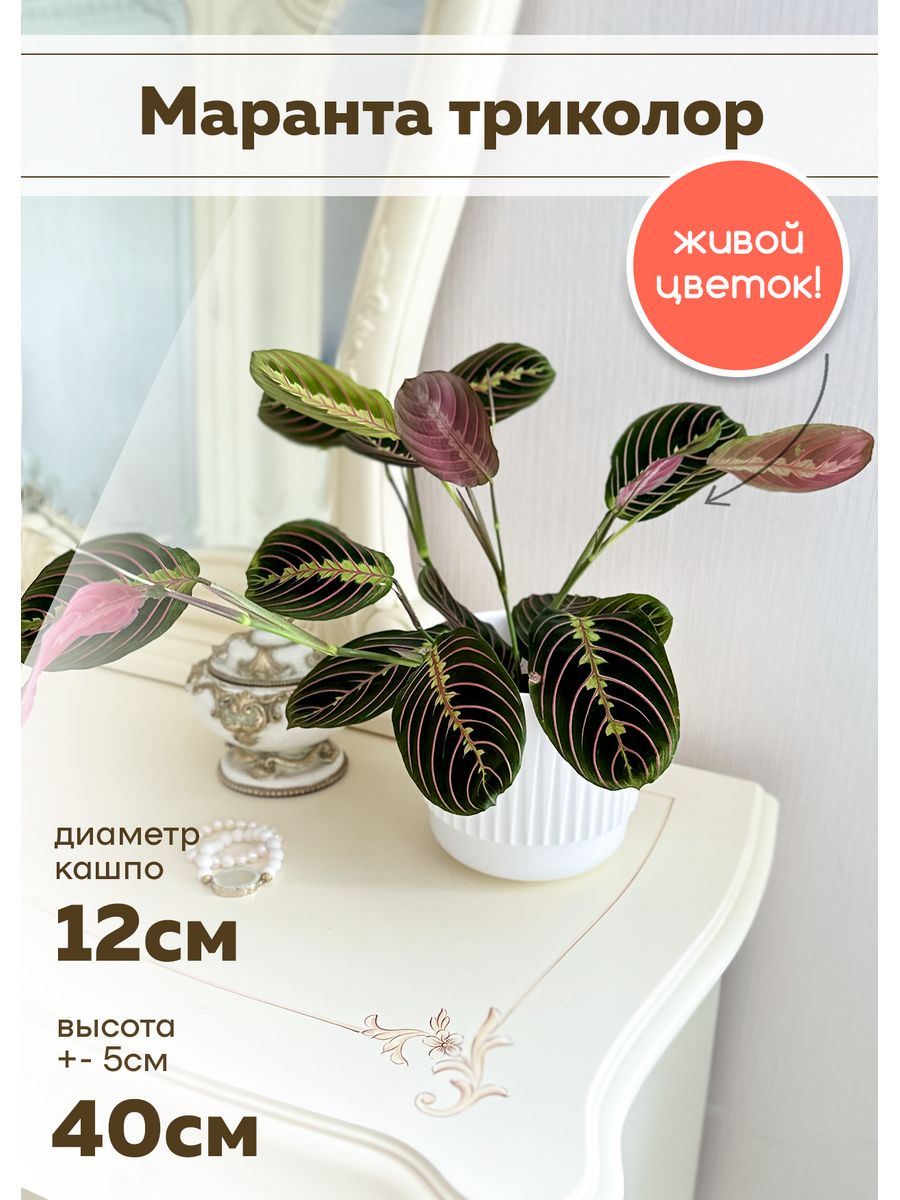 Комнатное растение живое Маранта Триколор SunlitFlora 169624757 купить за 1  336 ₽ в интернет-магазине Wildberries