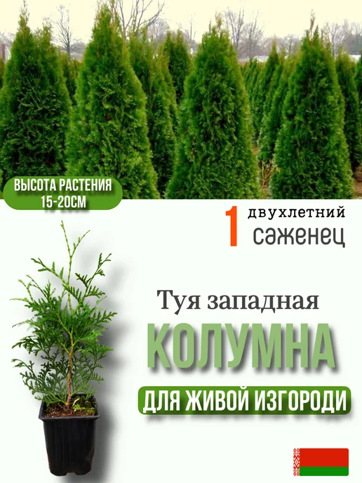 Саженцы туи Туя Колумна, 1 штука, р9