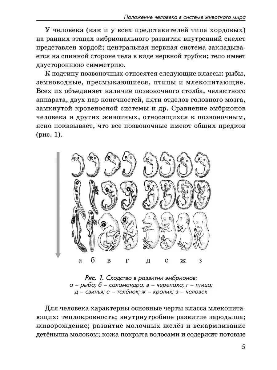 Происхождение человека: просто о сложном ИЛЕКСА 169723394 купить за 416 ₽ в  интернет-магазине Wildberries