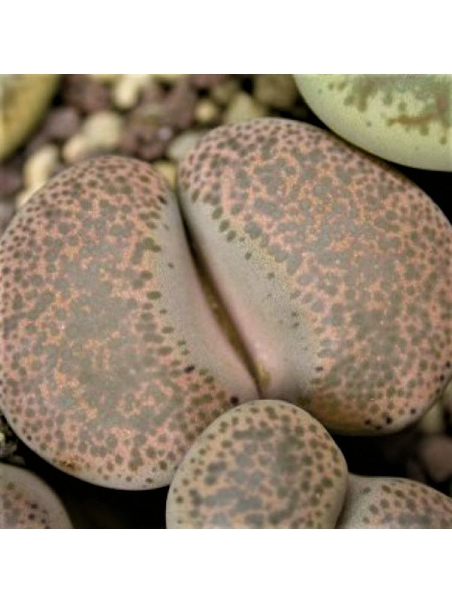 Lithops terricolor