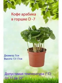 Кофе Арабика D-7 живое растение в горшке Это наш сад 2 169817711 купить за 849 ₽ в интернет-магазине Wildberries