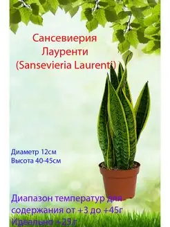 Сансевиерия Лауренти d-12 см живое растение в горшке Это наш сад 169820906 купить за 1 968 ₽ в интернет-магазине Wildberries