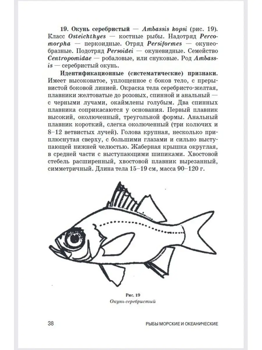 Арована Серебряная 10,,0 см - купить в интернет-магазине Лавка Аквариумиста