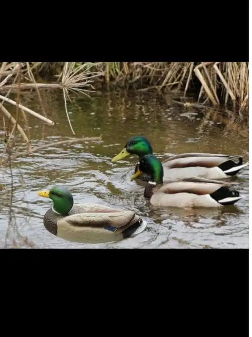 oscar decoys Чучело утки огарь для охоты, 6 шт, фото 7