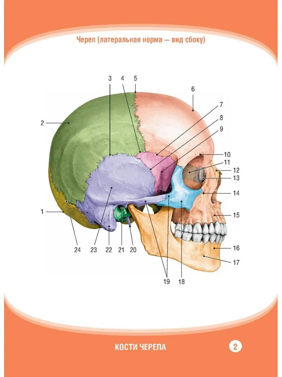 Анатомия человека. Кости черепа (карточки + кольцо для с... ГЭОТАР-Медиа  169923346 купить за 580 ₽ в интернет-магазине Wildberries