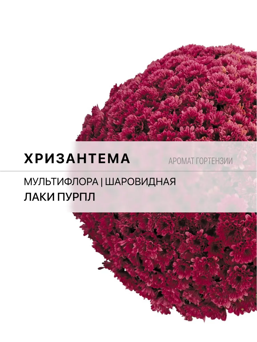 Хризантема П7 Лаки Пурпл