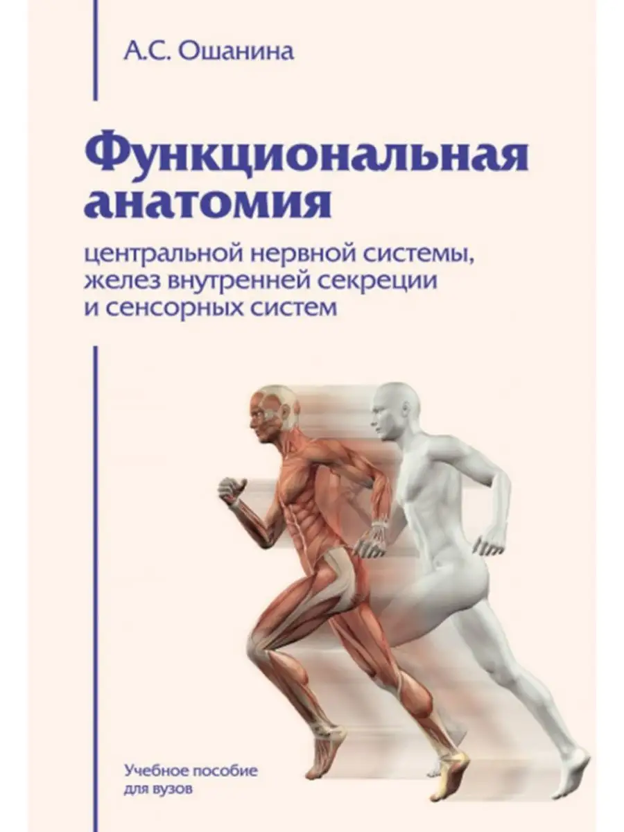 Функциональная анатомия центральной нервной системы, желез