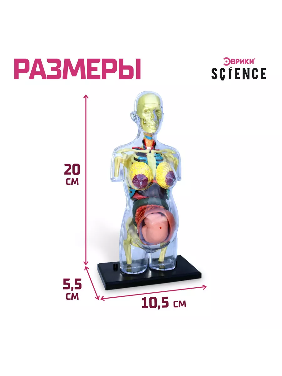 Набор для опытов Строение тела беременная женщина Эврики 169957713 купить  за 1 048 ₽ в интернет-магазине Wildberries