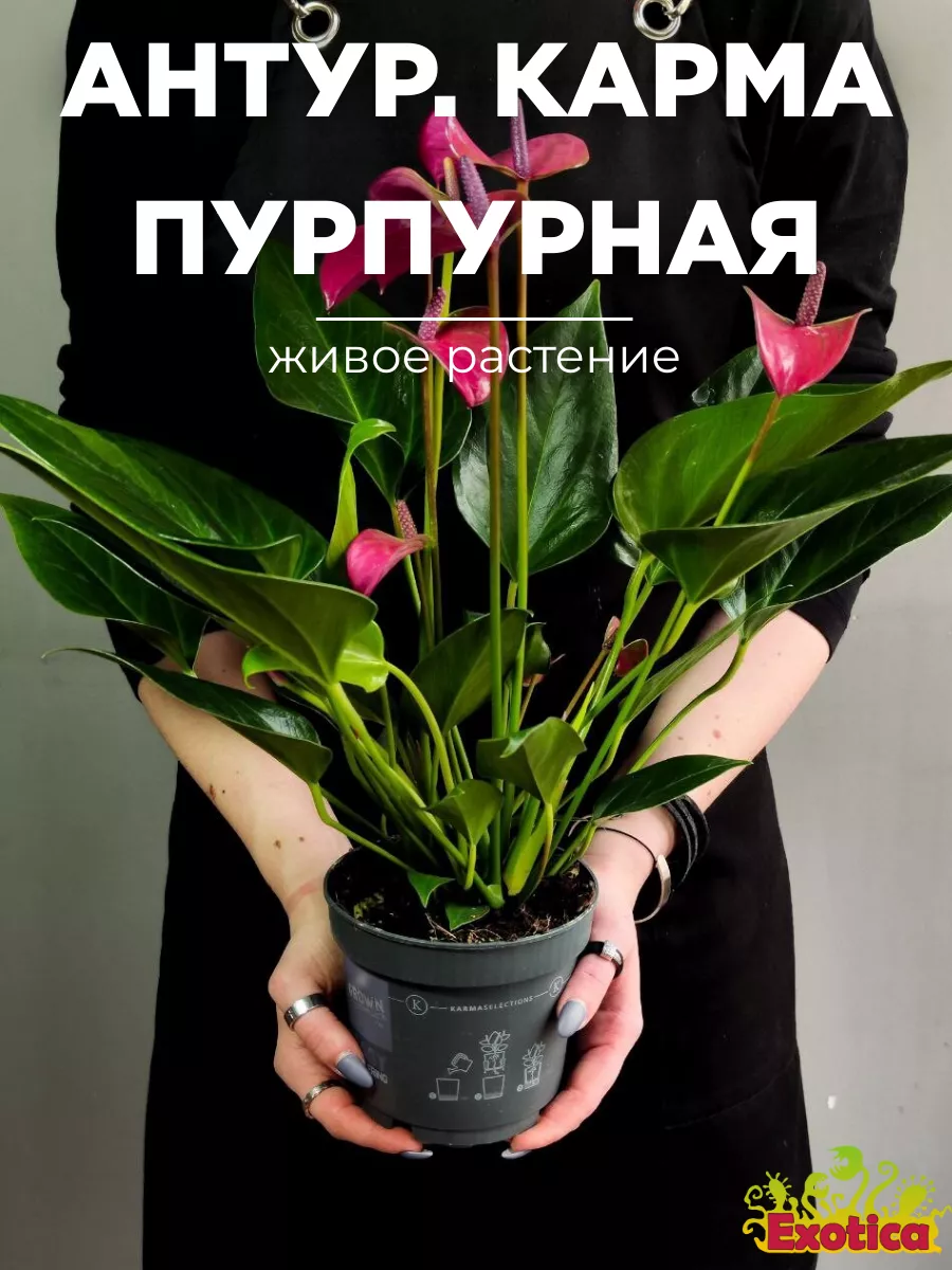 Антуриум Карма Пурпурная (Anthurium Karma Purple) D12см Exotica 169963720  купить за 3 004 ₽ в интернет-магазине Wildberries