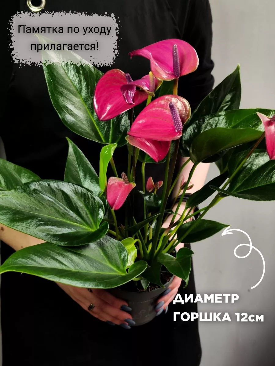 Антуриум Карма Пурпурная (Anthurium Karma Purple) D12см Exotica 169963720  купить за 3 004 ₽ в интернет-магазине Wildberries