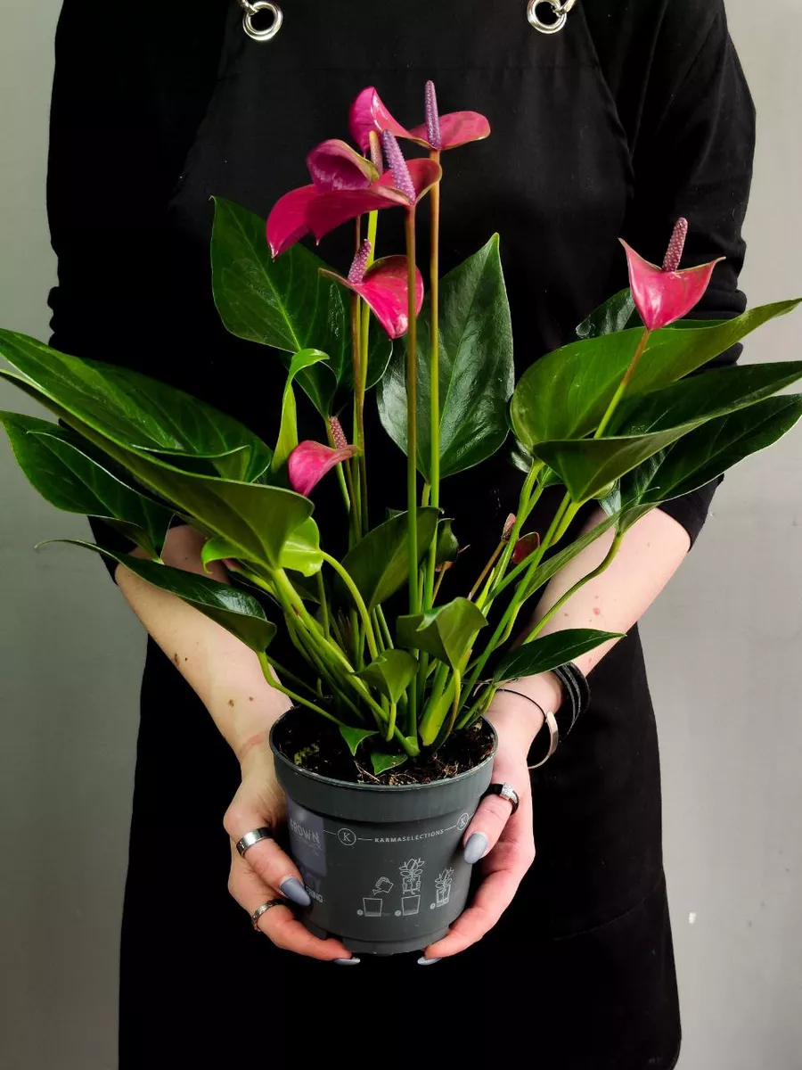 Антуриум Карма Пурпурная (Anthurium Karma Purple) D12см Exotica 169963720  купить за 3 004 ₽ в интернет-магазине Wildberries