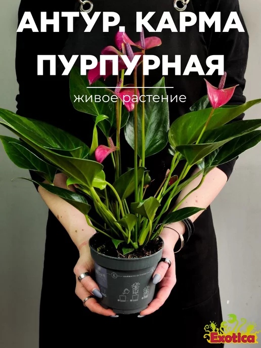 Exotica Антуриум Карма Пурпурная (Anthurium Karma Purple) D12см