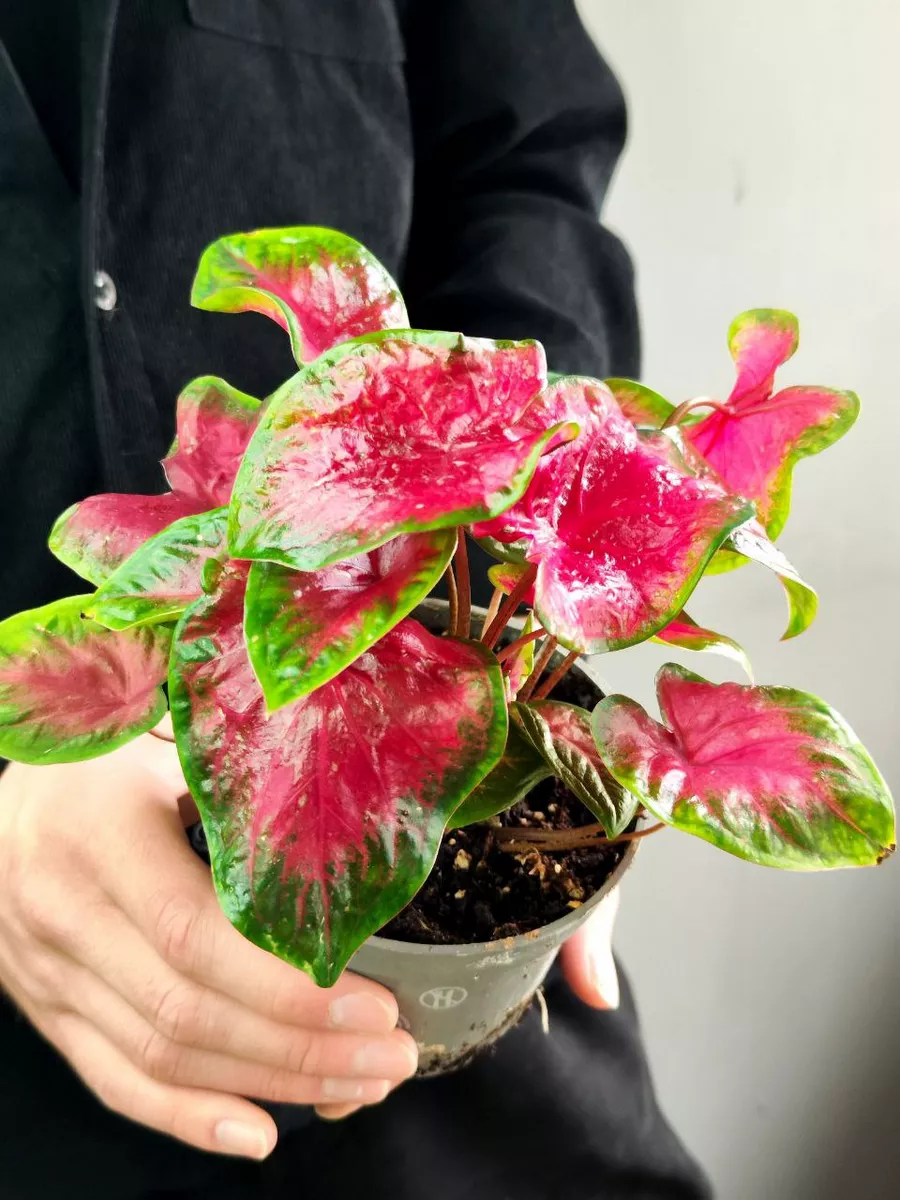 Каладиум Роял Флеш (Caladium Royal Flush) D12см Exotica 170004949 купить за  2 336 ₽ в интернет-магазине Wildberries